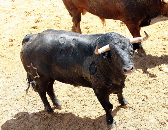 6º Número 99. Enfurecido. Negro. 597 kilos (11/07). (Jandilla)