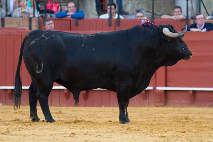 El cuarto, de 650 kilos.