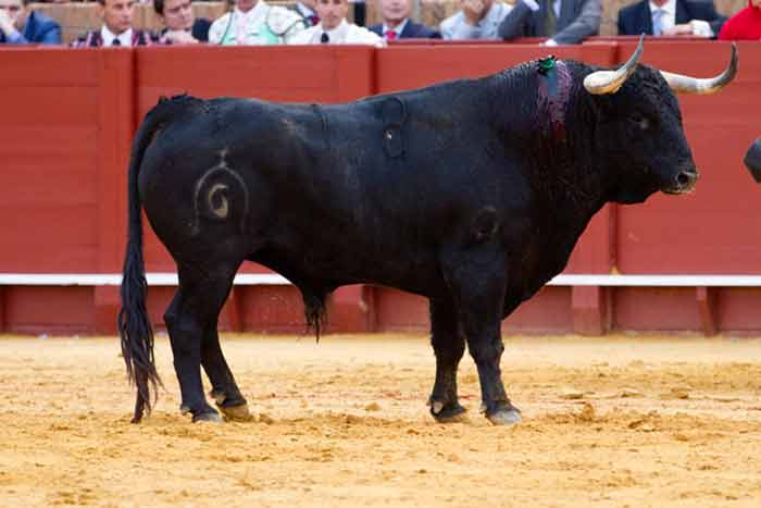 La lámina de los toros...