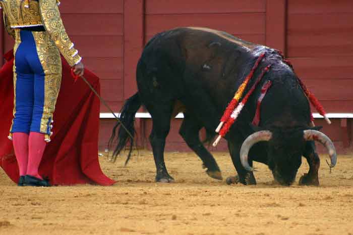 Uno de los toros de hoy se derrumba delante de su matador. (FOTO: Javier Martínez)