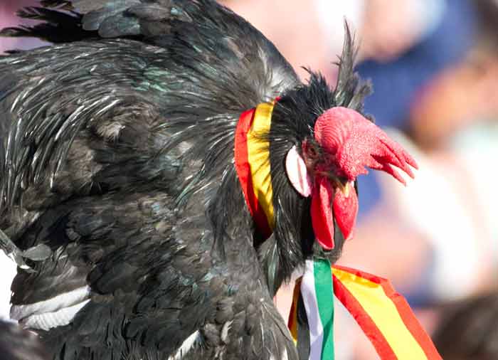 Un gallo para Talavante.