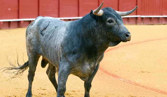 Las formas morfológicas que definen y diferencian al toro de Miura.