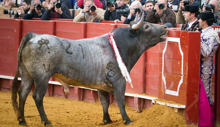 Un toro de Miura levantando sus característicos alargados cuellos.