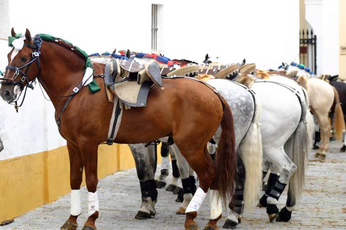 Los caballos aguardan en el exterior.