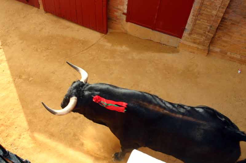 El toro de Montealto en su salida del túnel de los chiqueros.