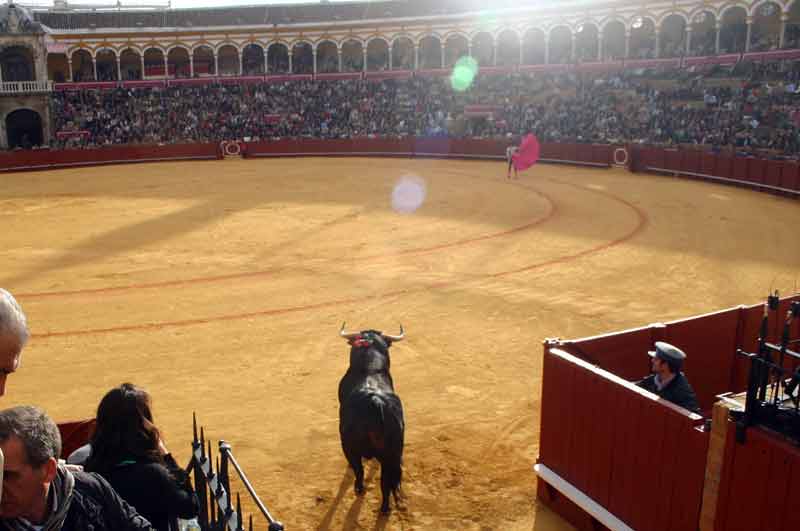 El toro irrumpe sobre el albrero de la plaza de la Real Maestranza.