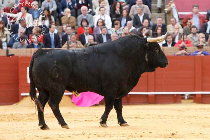 El sexto de Fuente Ymbro.