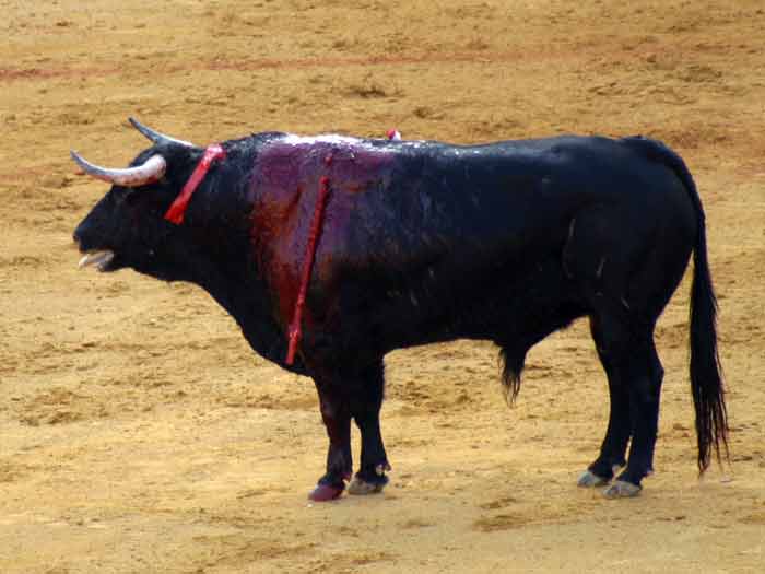 Uno de los ¿toros? de Graci-¿grande? lidiados esta tarde en Sevilla. (FOTO: Javier Martínez)