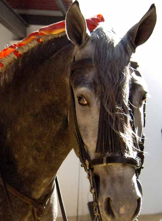 Caballos artistas.