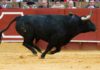 Un toro de Fuente Ymbro serio y galopando en la pasada Feria de Abril. (FOTO: Paco Díaz)