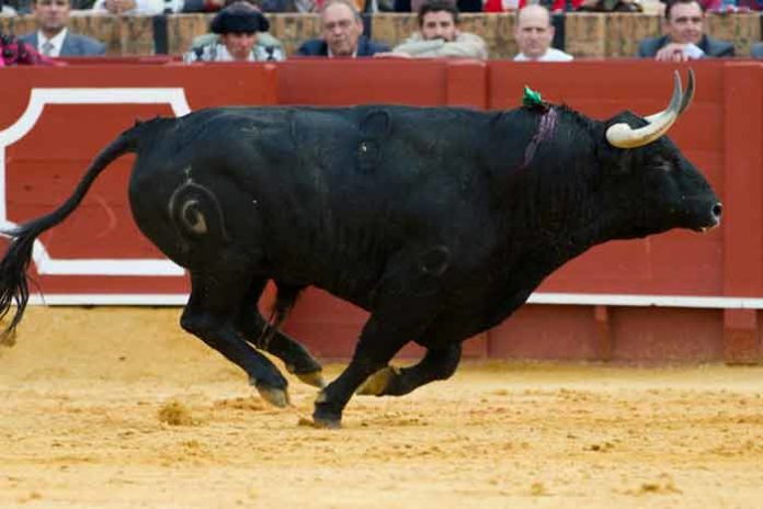Un toro de Fuente Ymbro serio y galopando en la pasada Feria de Abril. (FOTO: Paco Díaz)
