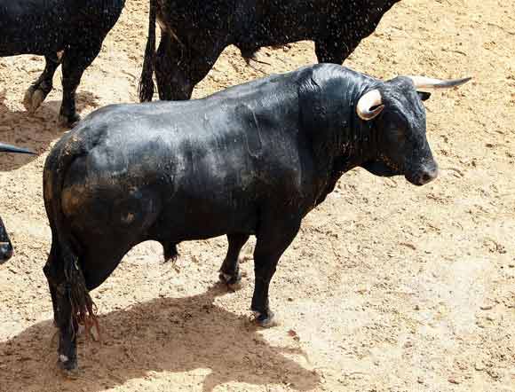 1º. Número 110. Purito. Negro zaino. 453 kilos (12/08).