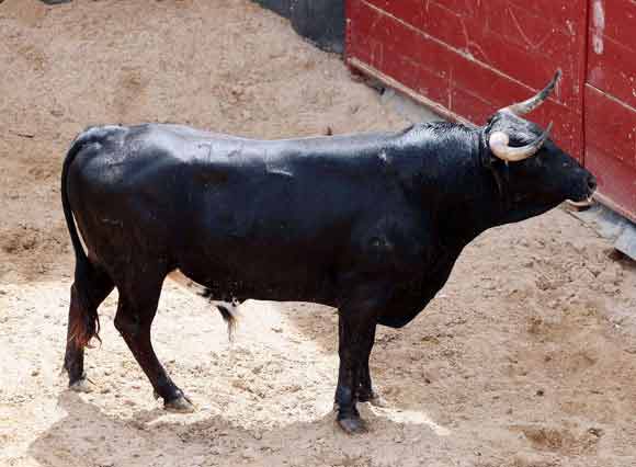 5º. Número 114. Zapatillo. Negro bragao. 493 kilos (03/08).