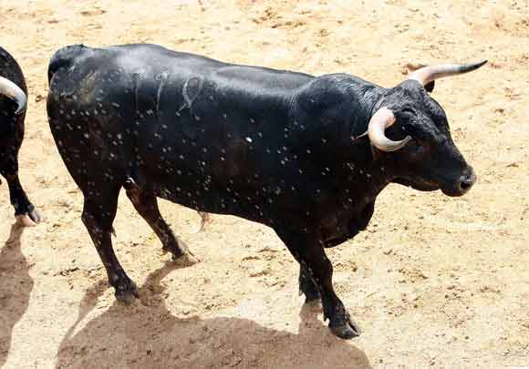 6º. Número 118. Atrasado. Negro entrepelao. 482 kilos (09/08).