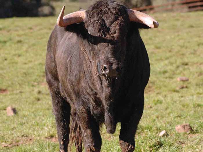 El polémico toro de Daniel Ruiz, número 15, 'Cazador', en el campo en enero de 2011. (FOTO: Luis Miguel Parrado)