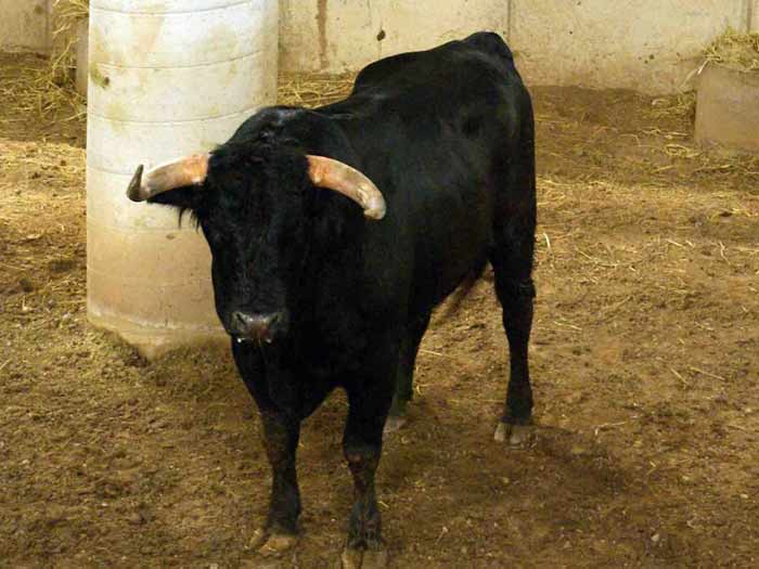 El mismo toro, en los corrales de Arnedo, donde no se lidiaría, regresando al campo. (FOTO: Luis Miguel Parrado)