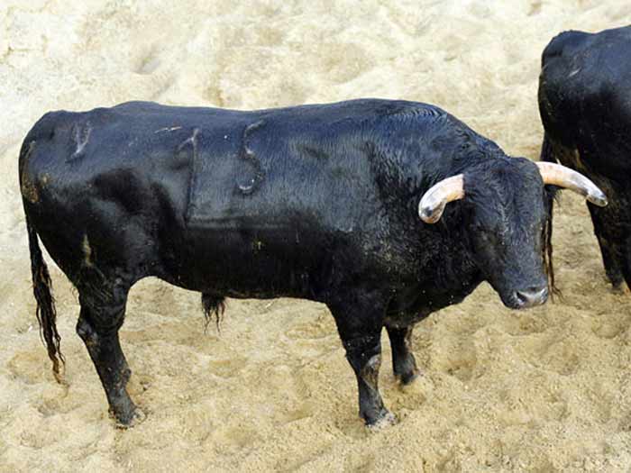 Un año después de estar en Arnedo, el toro se presenta en Sevilla: es aprobado y lidiado. (FOTO: Arjona/Toromedia)