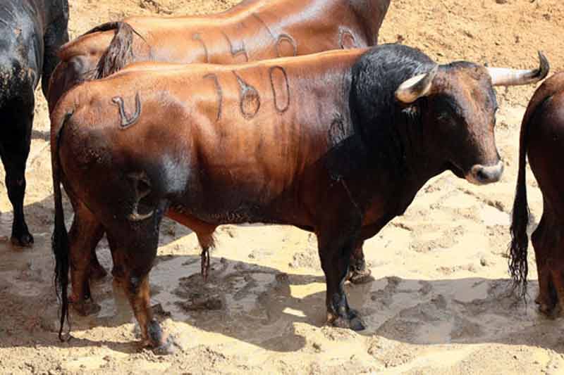 1º Número 160. Guitarra. Castaño. 540 kilos