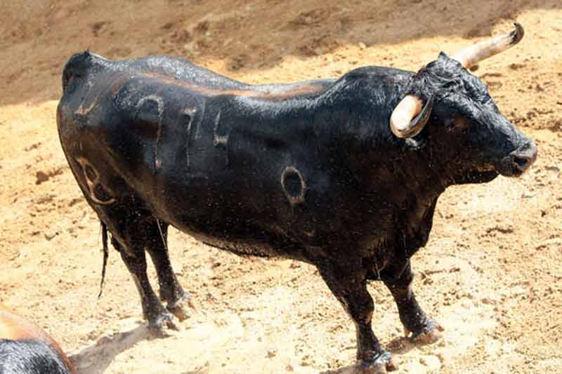 4º Número 214. Peluquero. Negro. 510 kilos