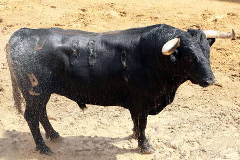 2º Número 88. Sultán. Negro bragao. 515 kilos