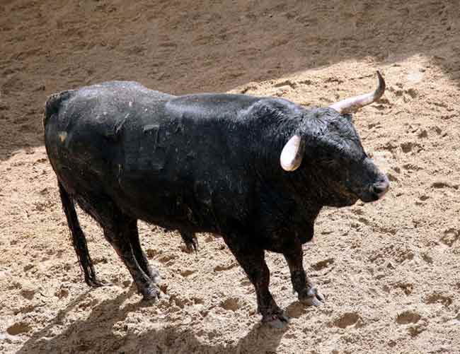 2º Número 131. 'Habanero'. Negro. 518 kilos. (01/09) Garcigrande.