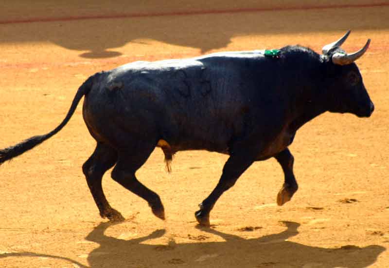 El primero de Miura.