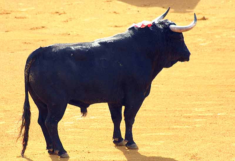 El primero, de Toros de Cortés.