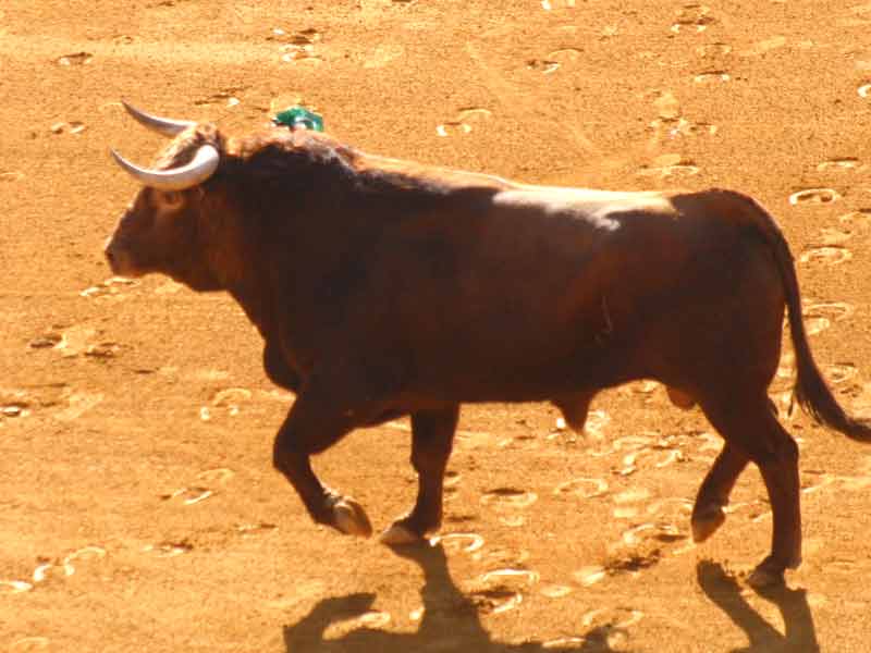 El primero, de El Pilar.