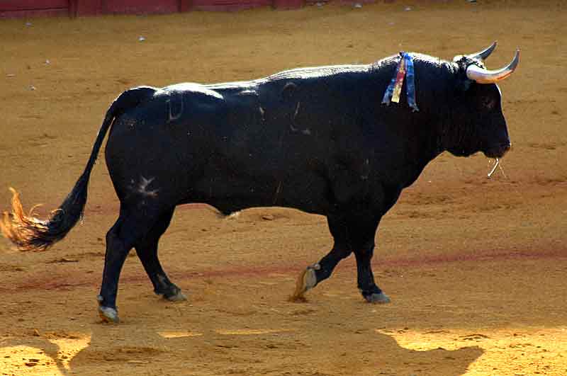 El sobrero primero, de Torrestrella.