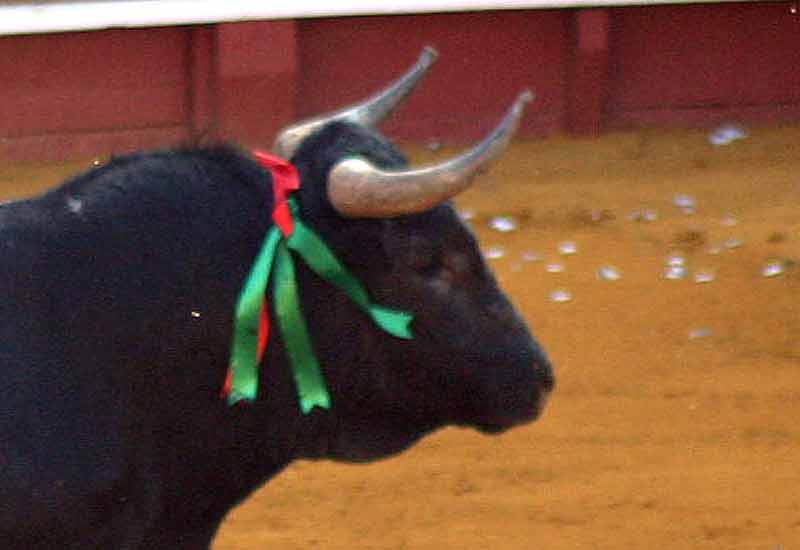 Sin puntería en los chiqueros al colocar la divisa a este toro de Miura.