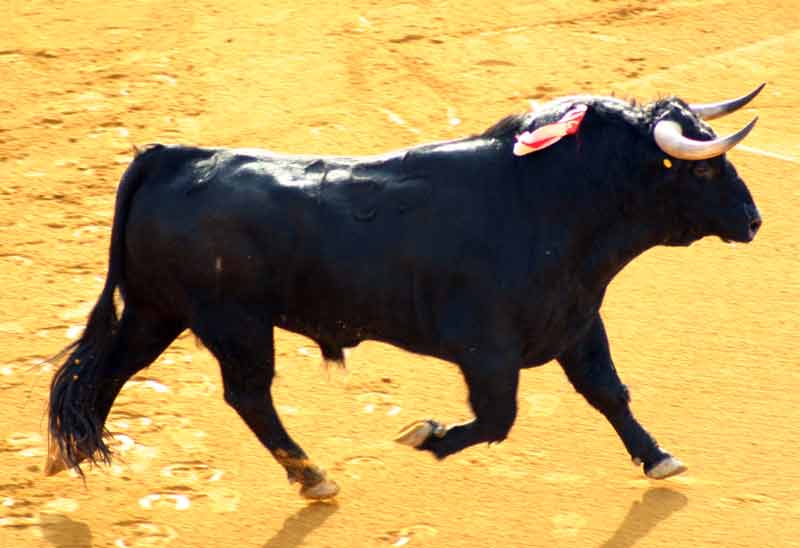 El tercero, de Toros de Cortés (devuelto).