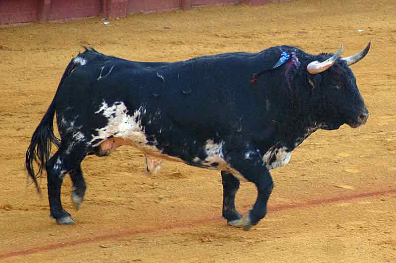 El segundo, de Torrestrella.