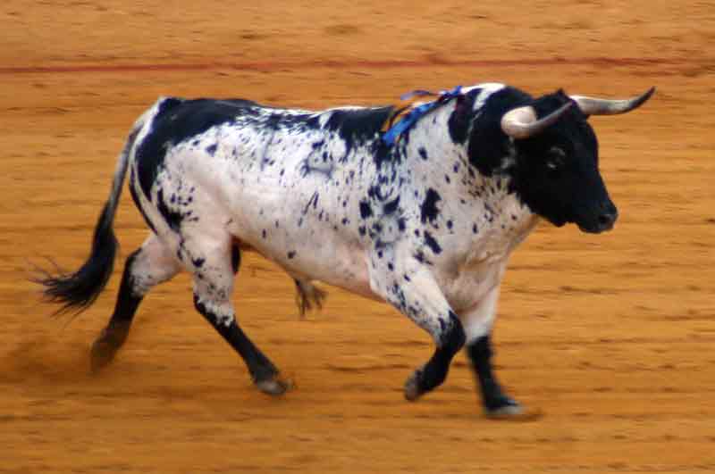 El quinto, de Torrestrella.