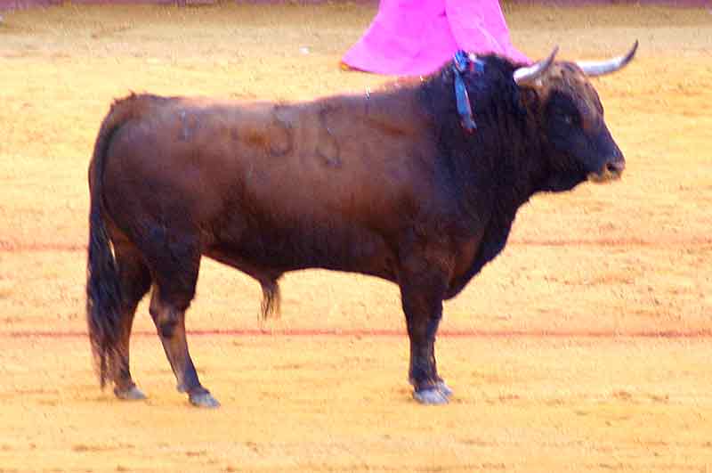 El sexto, de Torrestrella.