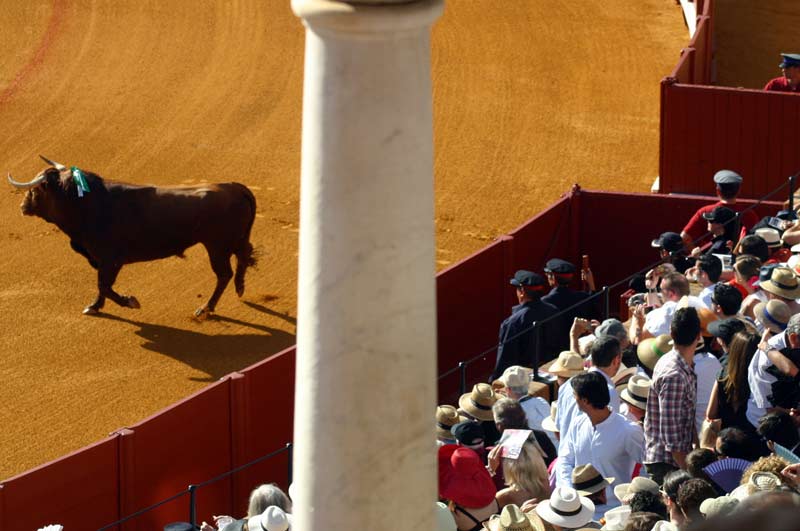 El toro sale de toriles al ruedo mientras los espectadores intentan acceder a sus localidades.