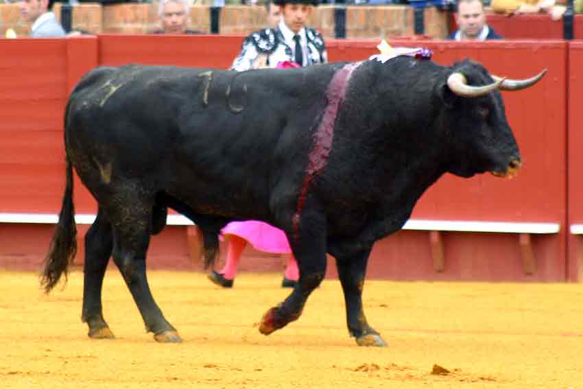 El primer toro.