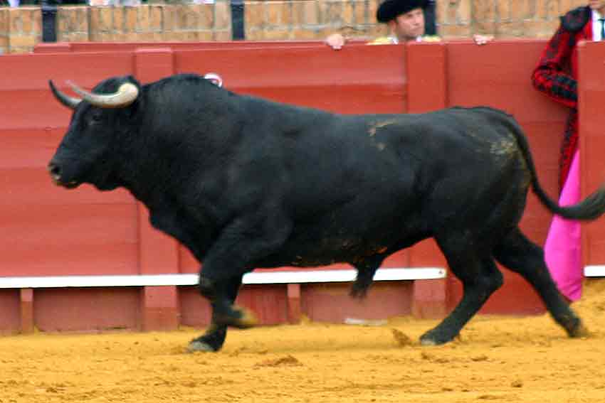 El segundo toro.