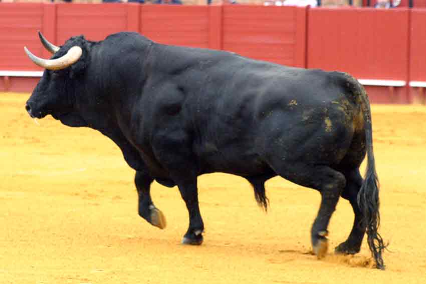 El cuarto, devuelto al partirse un pitón.