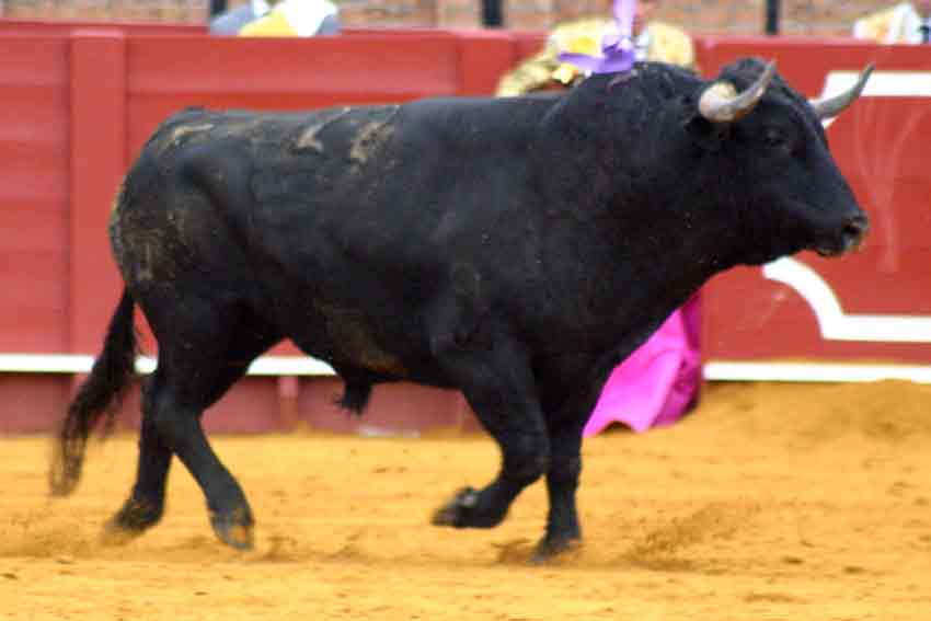 El sobrero, lidiado como cuarto.