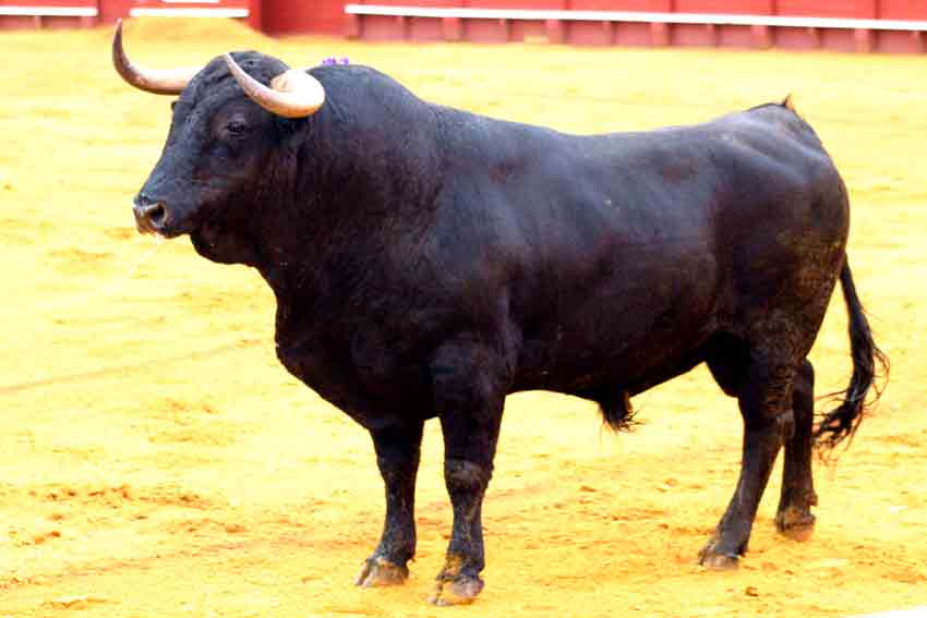 El quinto toro de la ganadería de Cuadri.