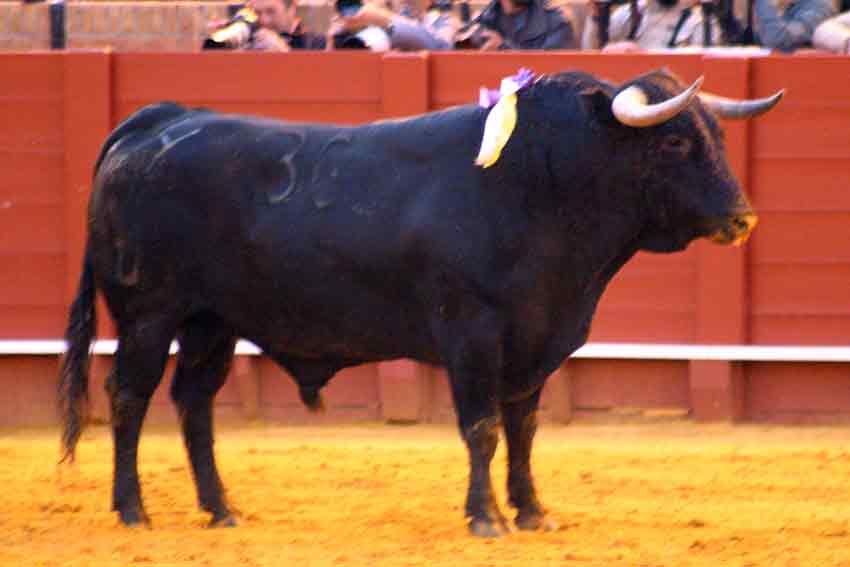 El sexto toro.