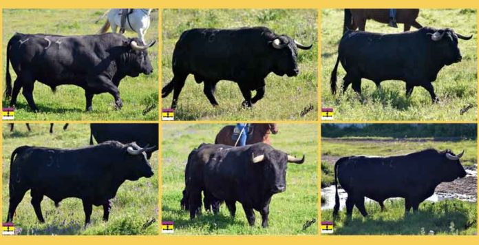 Seis de los ocho toros de Cuadri aprobados para lidiarse en Sevilla mañana. (FOTO: Gilberto)
