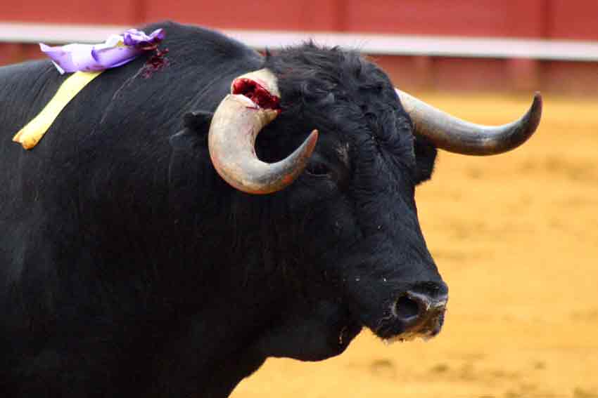 El cuarto se partió el pitón en un burladero y fue devuelto a corrales.