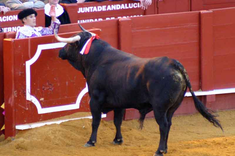 La mano hipnotizadora del banderillero sevillano Curro Javier.