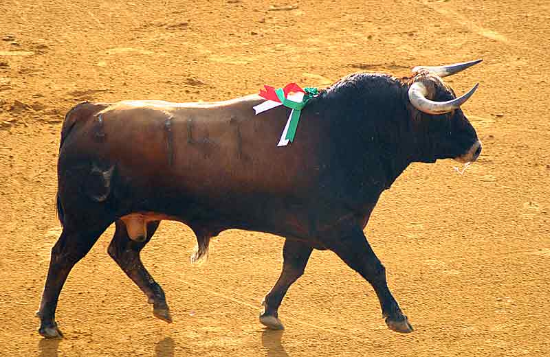 El tercero de Cuvillo.