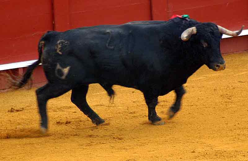 El cuarto de Cuvillo.