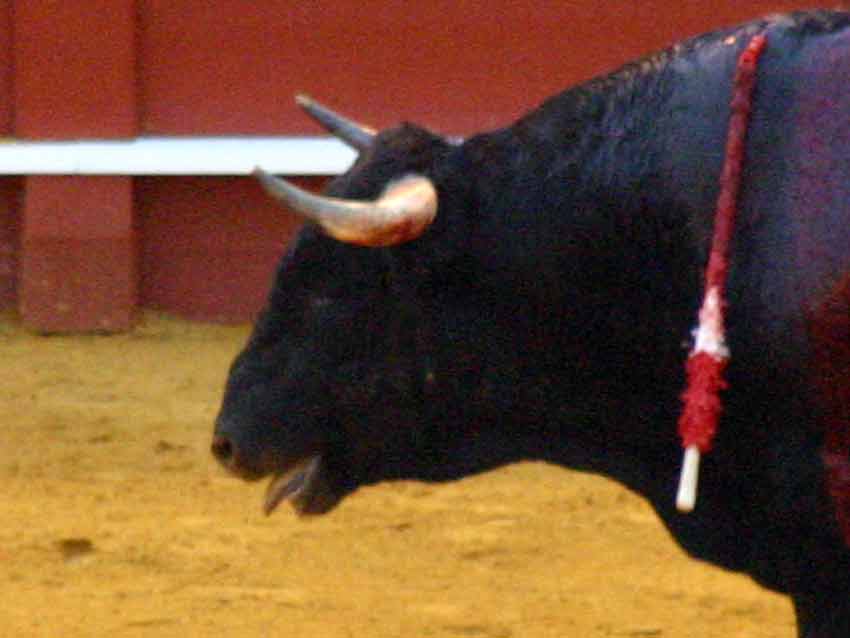 Indigno para Sevilla. (FOTO: Javier Martínez)