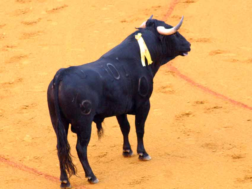 Indigno para Sevilla. (FOTO: Javier Martínez)