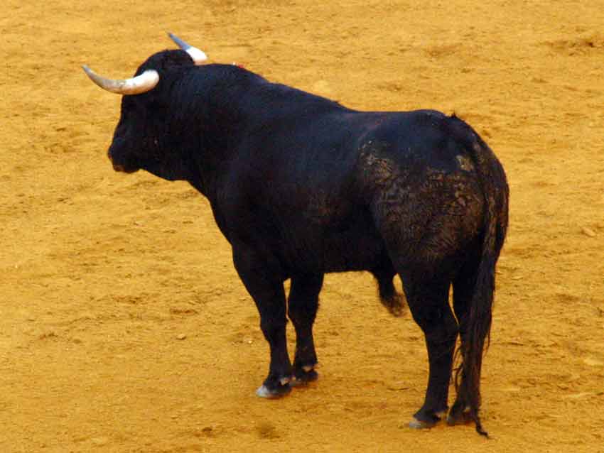 Indigno para Sevilla. (FOTO: Javier Martínez)