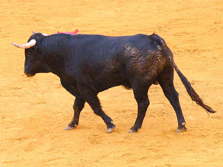 Indigno para Sevilla. (FOTO: Javier Martínez)